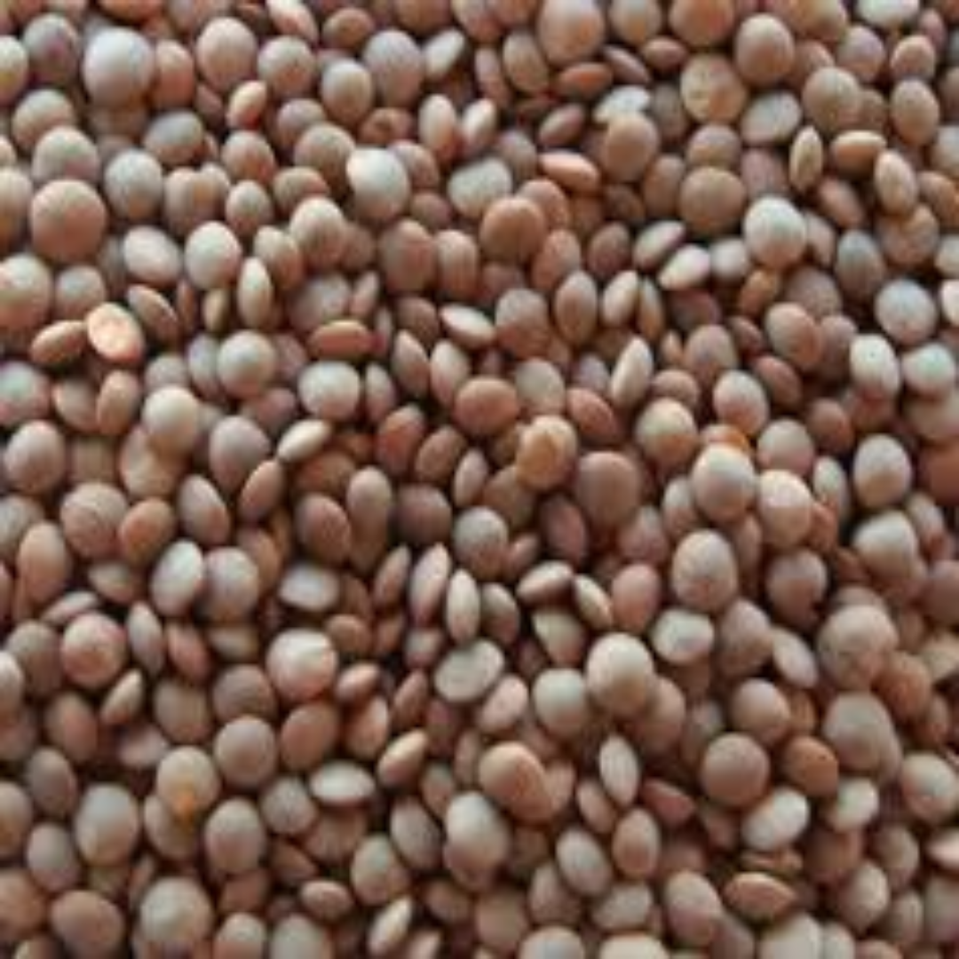 Wholesale Whole Brown Lentils Distributor UAE